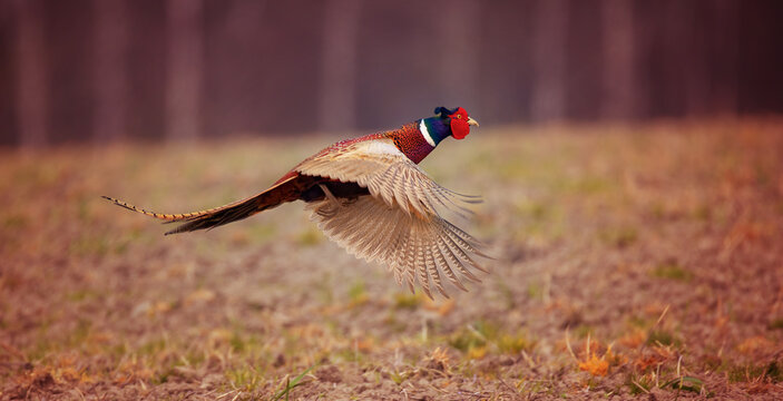 The Flight of the Pheasant